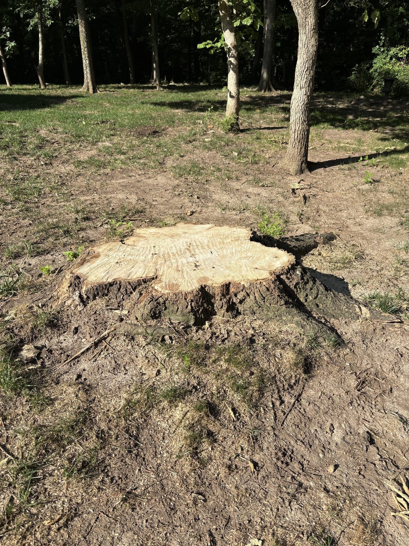 Before stump grinding project in Platte City Missouri