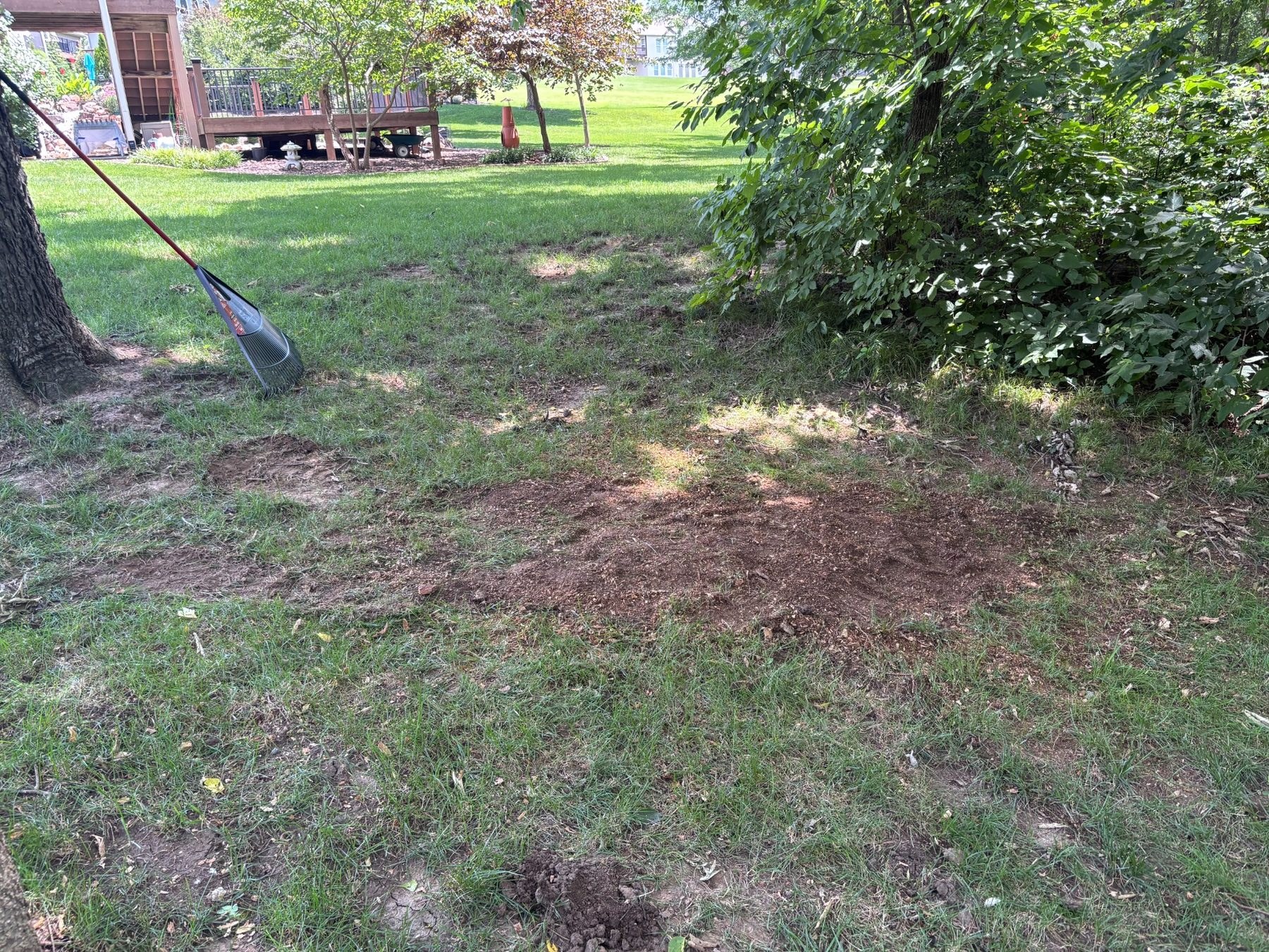 Stump after removal in Platte City Missouri
