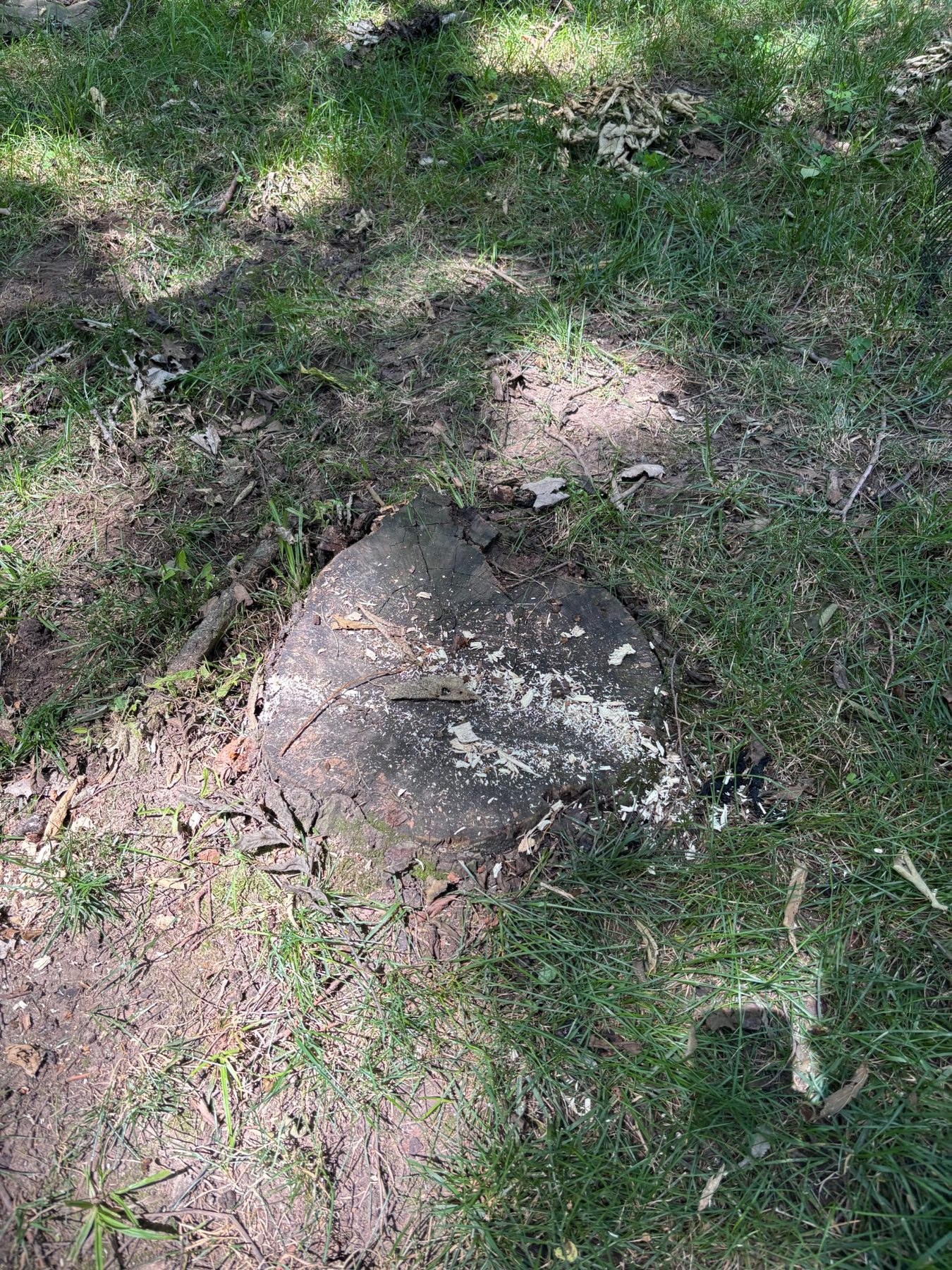 Stump before removal in Platte City Missouri