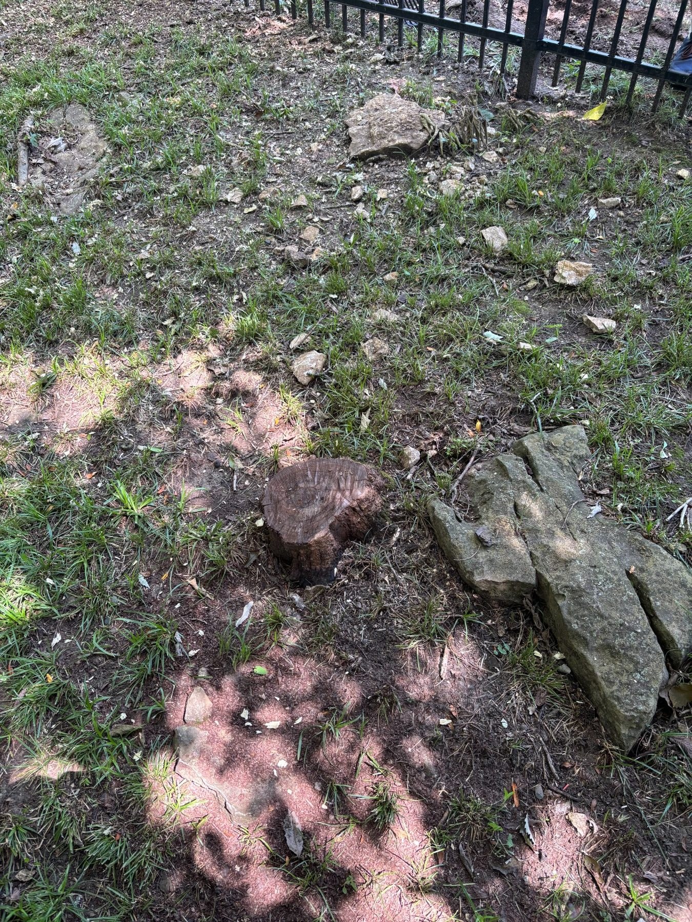 Stump in rocky area before removal in Platte City Missouri